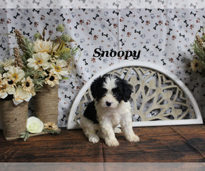 Cavapoo Puppy for sale in CHANUTE, KS, USA