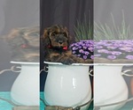 Small Photo #3 Aussiedoodle Miniature -Poodle (Miniature) Mix Puppy For Sale in OTTAWA, OH, USA