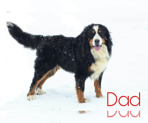 Father of the Bernese Mountain Dog puppies born on 10/30/2020