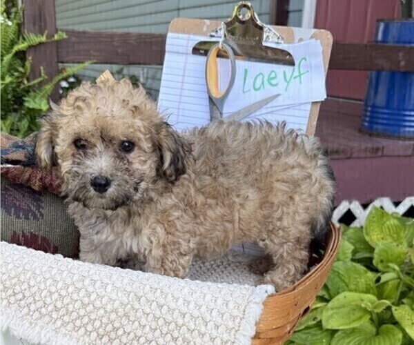 Medium Photo #1 Yorkshire Terrier Puppy For Sale in THORP, WI, USA
