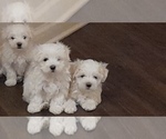 Small Photo #28 Maltese Puppy For Sale in ROSWELL, GA, USA