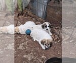 Puppy Mak Great Pyrenees