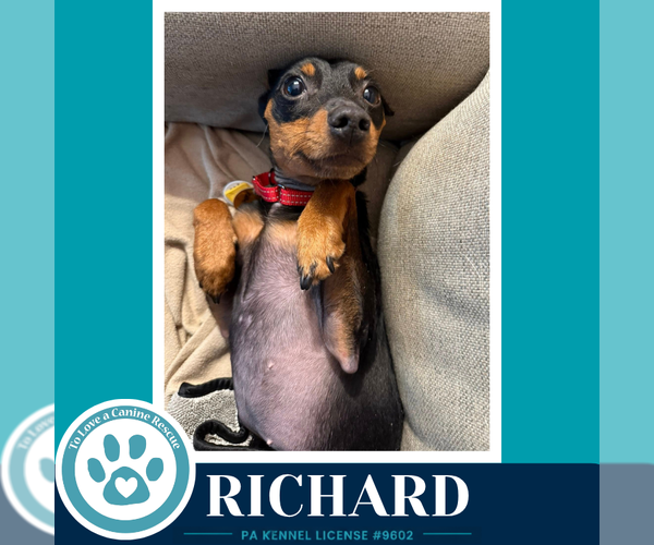 Medium Photo #3 Miniature Pinscher Puppy For Sale in Kimberton, PA, USA