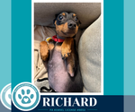 Small #2 Miniature Pinscher