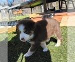 Small Photo #18 Miniature Australian Shepherd Puppy For Sale in MIDDLEBURG, FL, USA