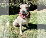 Small Photo #9 American Pit Bull Terrier-American Staffordshire Terrier Mix Puppy For Sale in Redlands, CA, USA