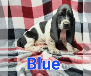 Basset Hound Puppy for sale in KINGSPORT, TN, USA