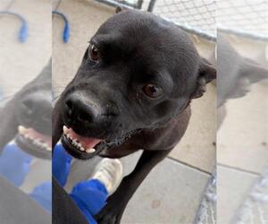 Staffordshire Bull Terrier Dogs for adoption in Bakersfield, CA, USA