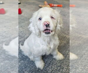Cocker Spaniel Dogs for adoption in Brewster, NY, USA