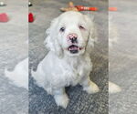 Small Cocker Spaniel