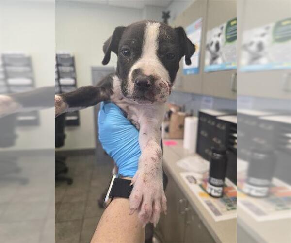 Medium Photo #1 American Pit Bull Terrier-Unknown Mix Puppy For Sale in San Antonio, TX, USA