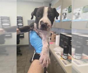 American Pit Bull Terrier-Unknown Mix Dogs for adoption in San Antonio, TX, USA