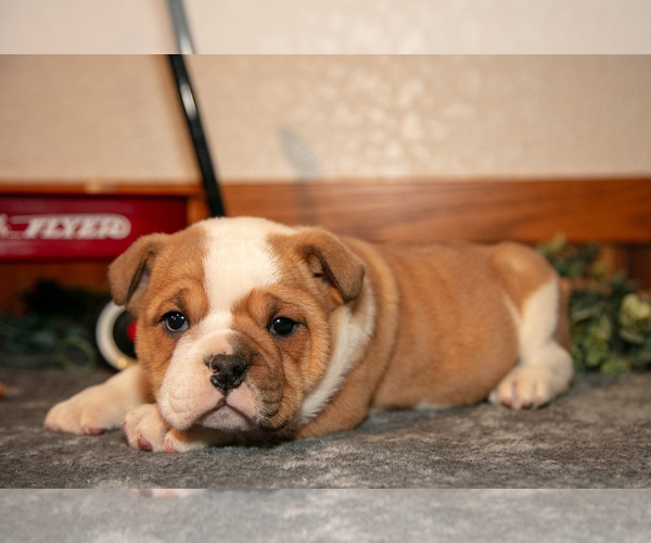 Medium Photo #1 Beabull Puppy For Sale in MILLERSBURG, OH, USA