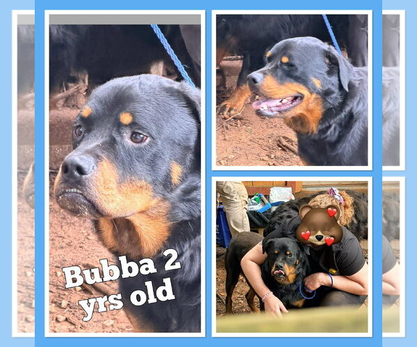 Medium Photo #2 Rottweiler Puppy For Sale in Hillsboro, NH, USA