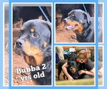 Small #1 Rottweiler