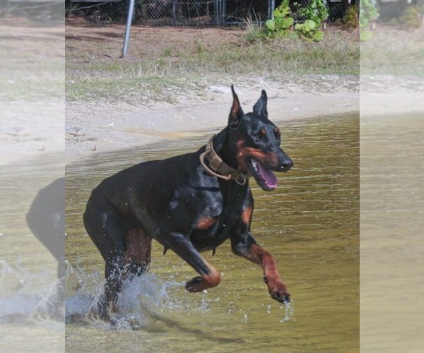 Medium Photo #27 Doberman Pinscher Puppy For Sale in FORT LAUDERDALE, FL, USA
