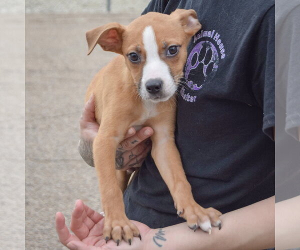 Medium Photo #4 Boxer-Bull Terrier Mix Puppy For Sale in Huntley, IL, USA