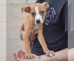 Small #3 Boxer-Bull Terrier Mix