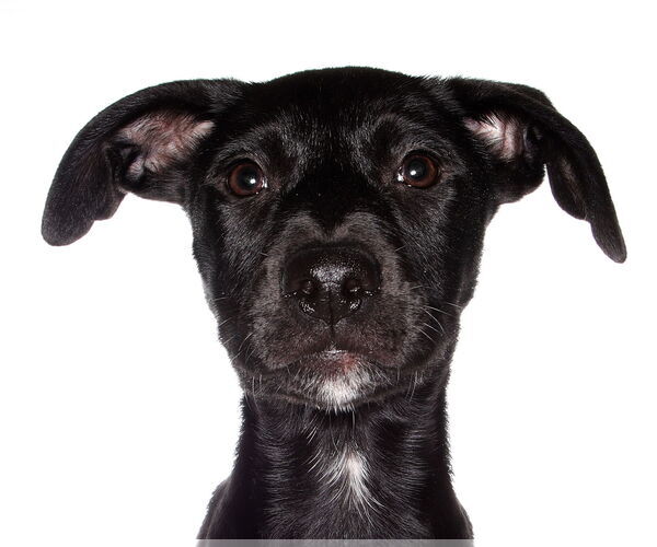 Medium Photo #1 Labrador Retriever Puppy For Sale in Oakland Park, FL, USA