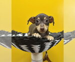 Small #2 Chihuahua Mix