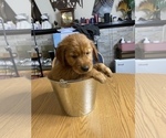 Small Photo #9 Golden Retriever Puppy For Sale in BRANDON, FL, USA