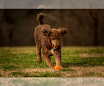 Small Photo #1 Labradoodle Puppy For Sale in DEEPWATER, MO, USA