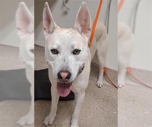 Siberian Husky-Unknown Mix Dogs for adoption in Bakersfield, CA, USA