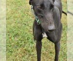Small Greyhound