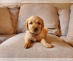 Small Photo #1 Golden Retriever Puppy For Sale in WALTONVILLE, IL, USA