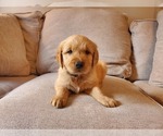 Small Golden Retriever