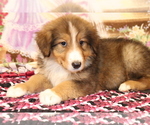 Small Photo #4 Bernese Mountain Dog-Collie Mix Puppy For Sale in SHILOH, OH, USA
