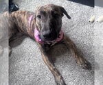 Small #3 American Pit Bull Terrier Mix