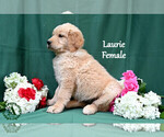 Small #1 English Cream Golden Retriever