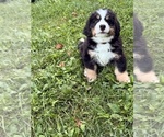 Puppy Puppy 1 Bernese Mountain Dog