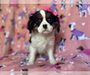 Cavalier King Charles Spaniel Puppy for sale in LAKELAND, FL, USA