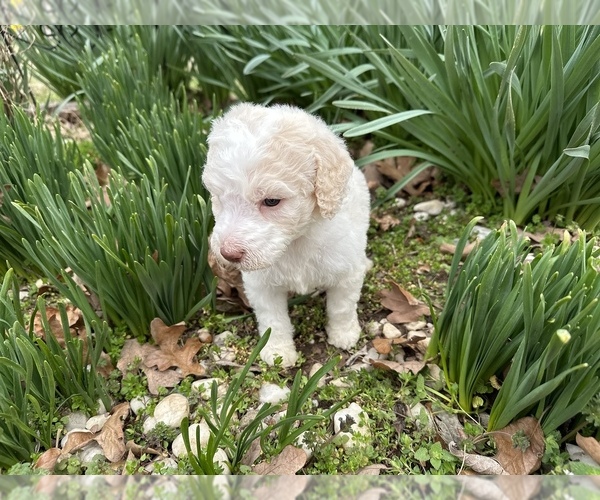Medium Photo #2 Poodle (Standard) Puppy For Sale in MUSKOGEE, OK, USA
