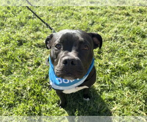 Buddy - Male American Staffordshire Terrier Dog for Adoption - Photo #4