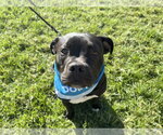 Small #3 American Staffordshire Terrier