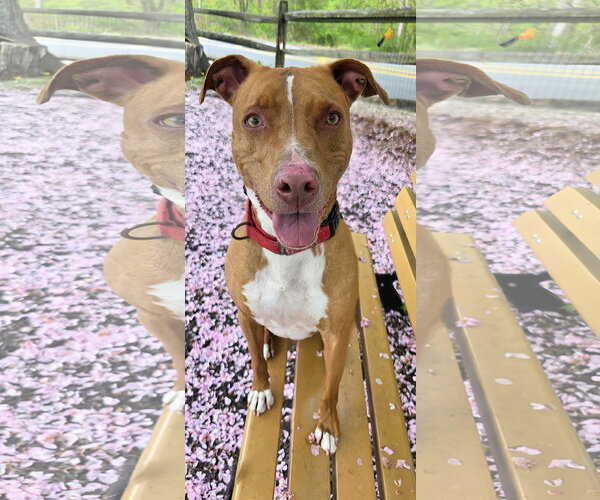 Medium Photo #8 American Pit Bull Terrier-Blue Lacy Mix Puppy For Sale in Rockaway, NJ, USA