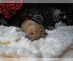 Small Photo #3 Goldendoodle Puppy For Sale in PERRYSVILLE, OH, USA