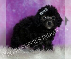 Medium Poodle (Toy)