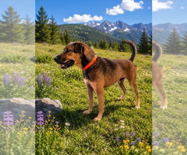 Medium Photo #2 German Shepherd Dog-Unknown Mix Puppy For Sale in MIDWAY, UT, USA