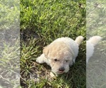 Small Photo #67 Bichpoo Puppy For Sale in NORTH PORT, FL, USA