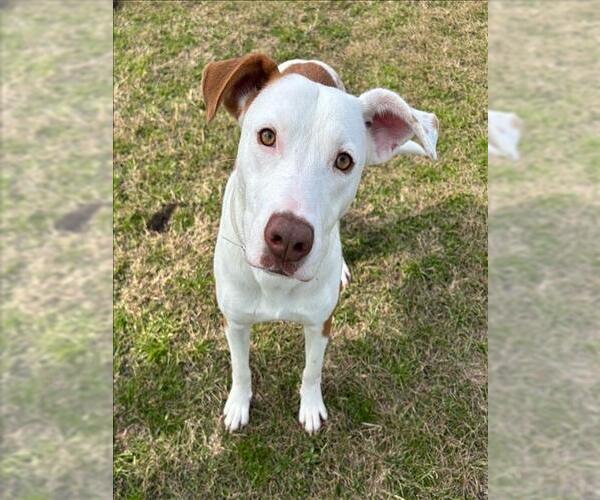 Medium Photo #3 American Pit Bull Terrier-Unknown Mix Puppy For Sale in Conroe, TX, USA