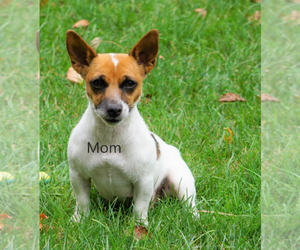 Mother of the Jack Russell Terrier puppies born on 07/20/2019