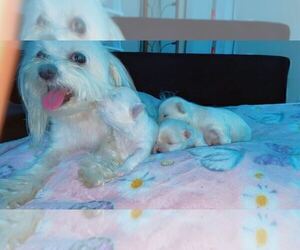 Mother of the Maltese puppies born on 06/02/2025
