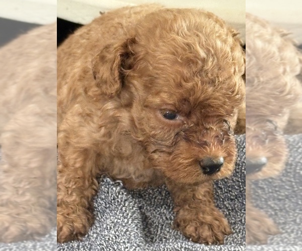 Medium Photo #14 Goldendoodle (Miniature) Puppy For Sale in ALBEMARLE, NC, USA