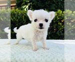 Small #2 Jack Russell Terrier-Maltese Mix