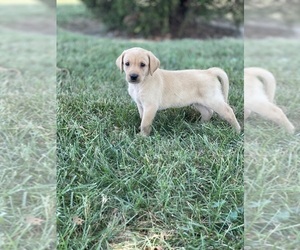 Labrador Retriever Puppy for Sale in LANCASTER, Virginia USA