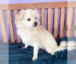 Small Pomeranian Mix